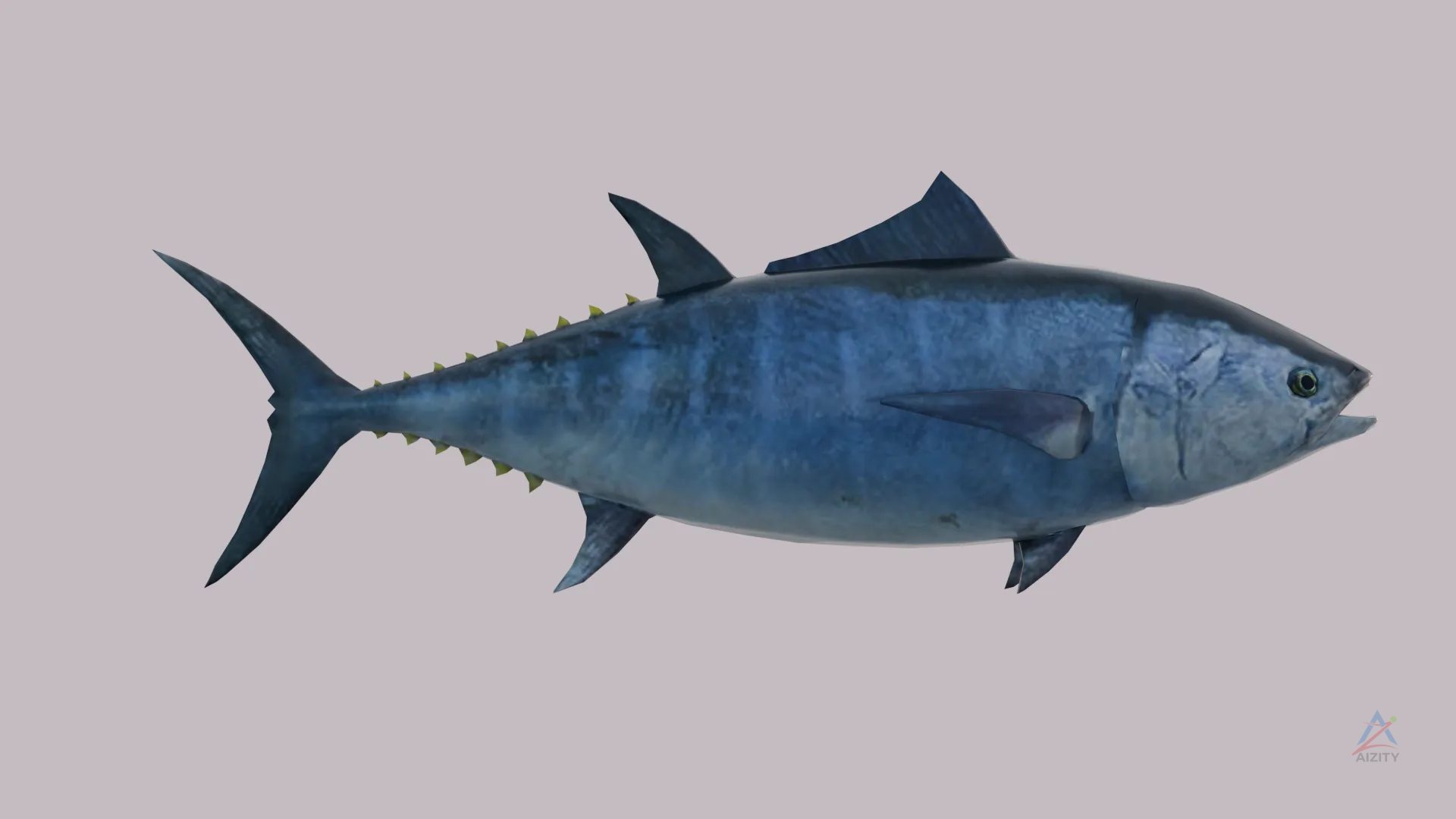 Tuna Fish – 3D Model - View 2