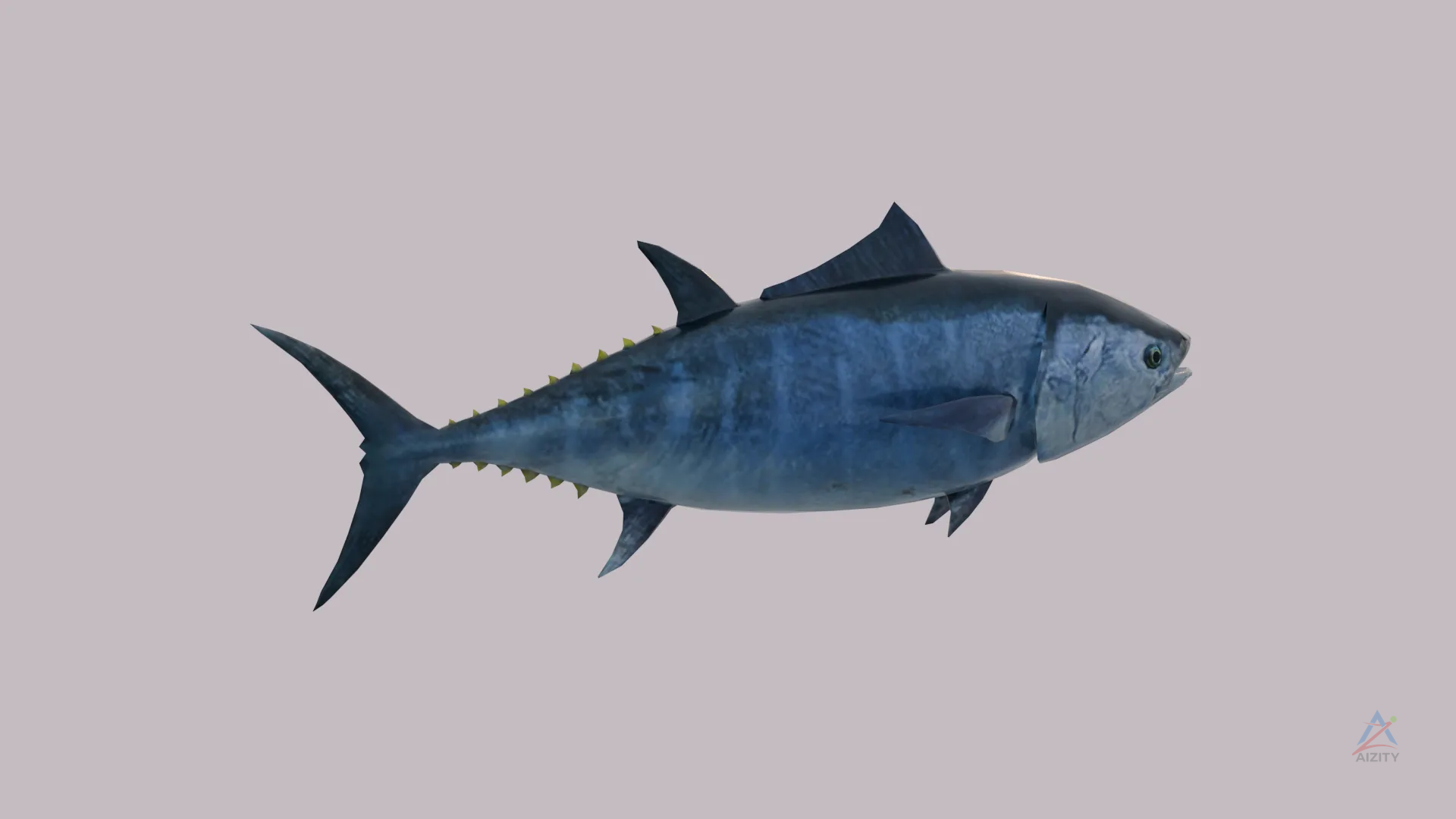 Tuna Fish – 3D Model - View 3
